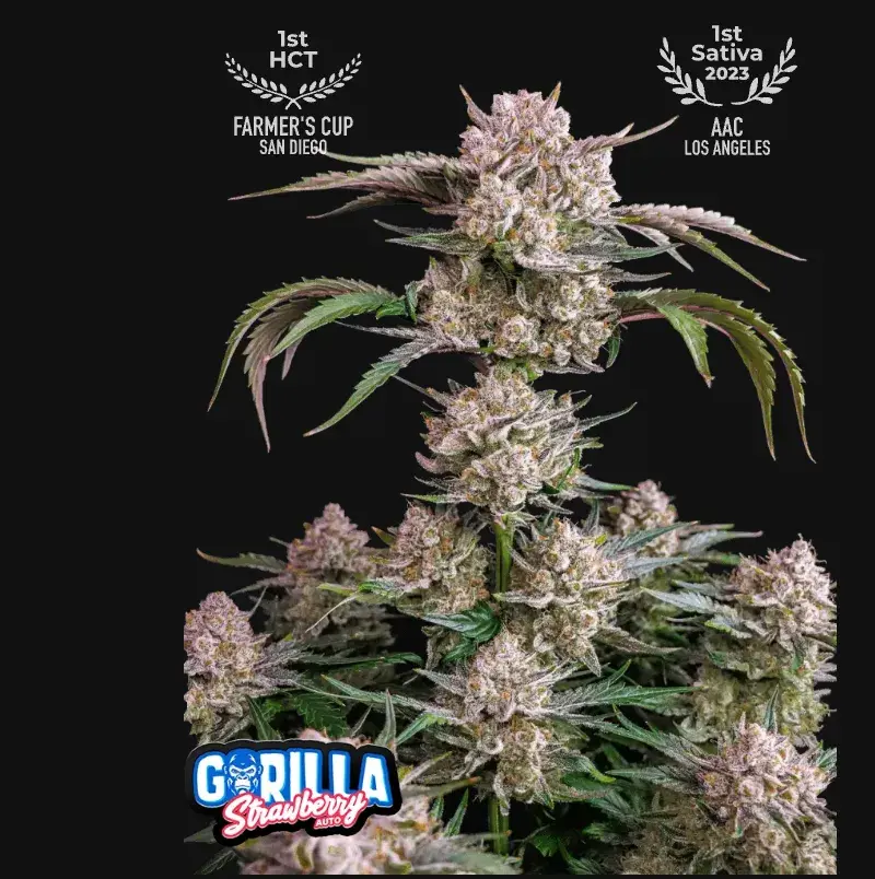 Strawberry Gorilla Auto — 1