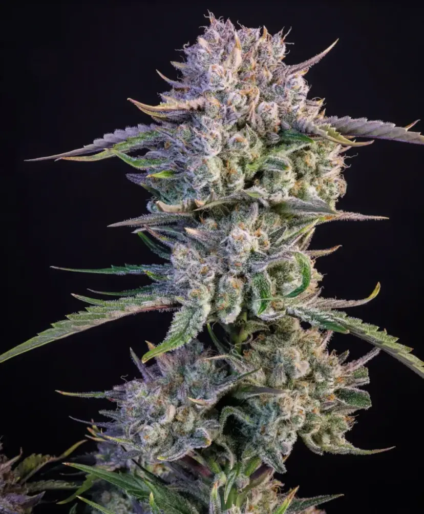 Strawberry Gorilla Auto — 2