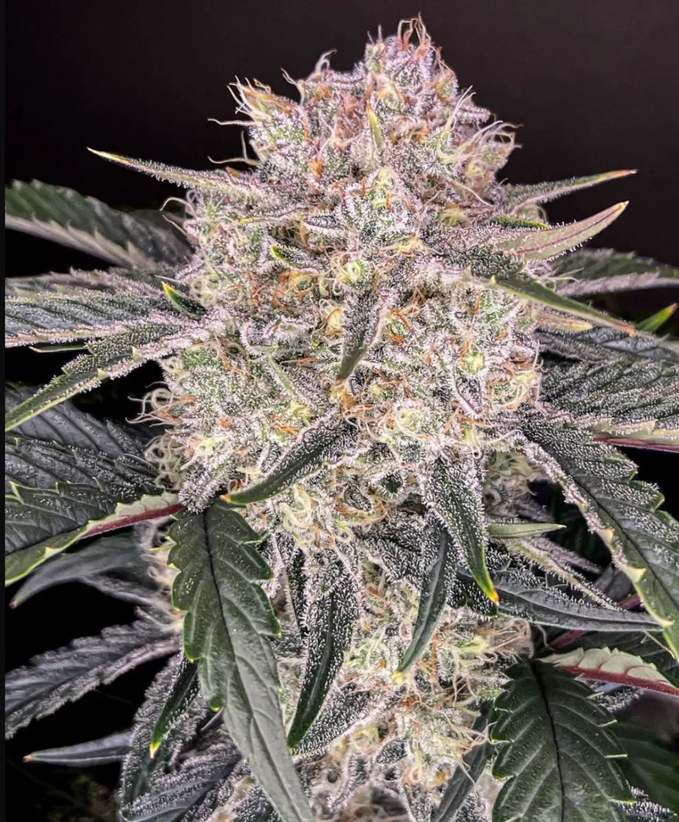 Strawberry Gorilla Auto — 3