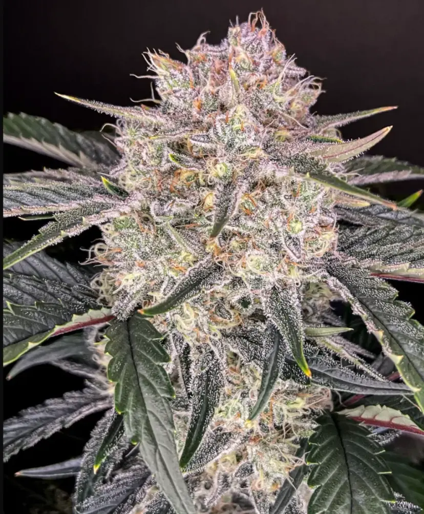 Strawberry Gorilla Auto — 3