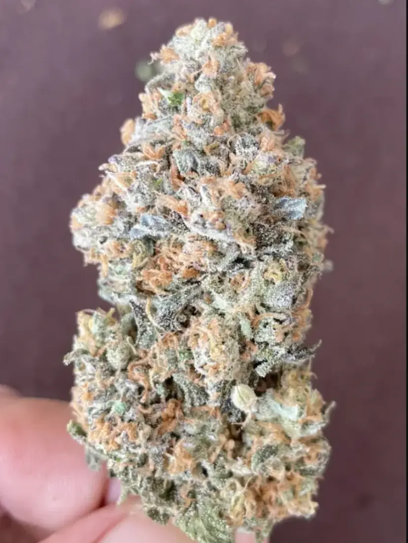 Papaya Sherbet — 2