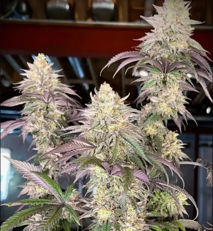 Papaya Sherbet — 3