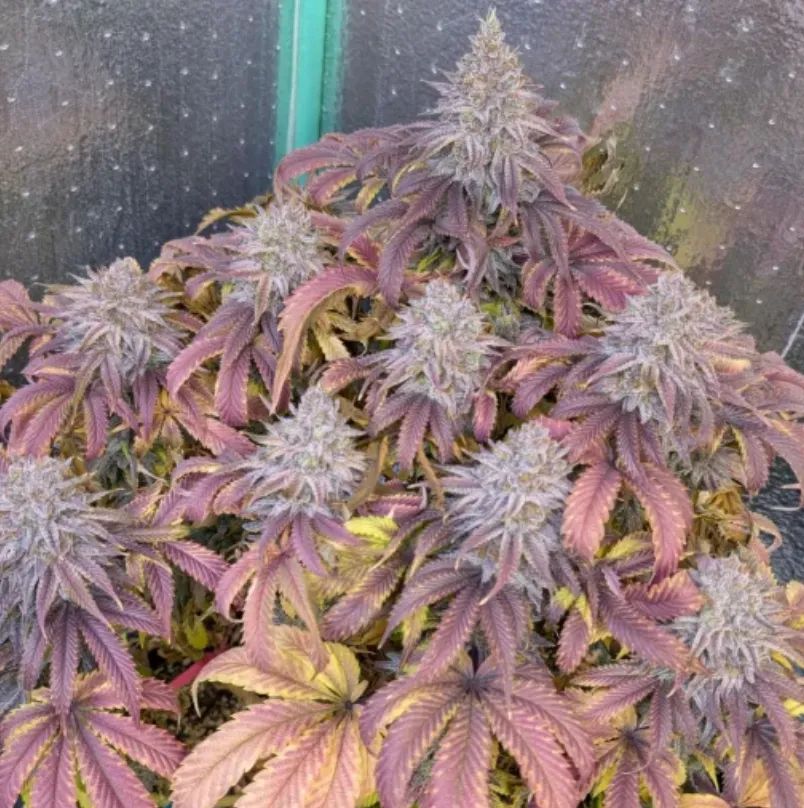 Papaya Sherbet — 4