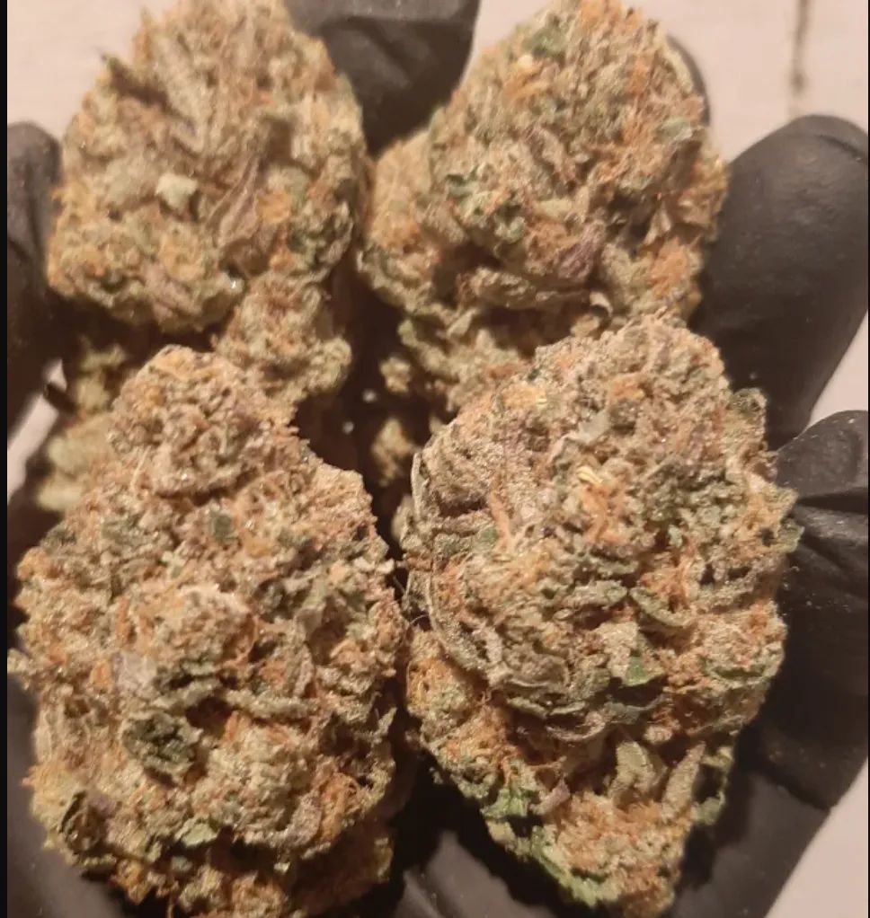 Papaya Sherbet — 5