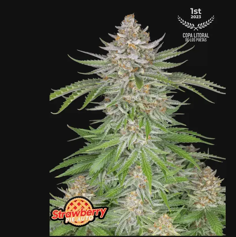 Strawberry Pie Auto — 1