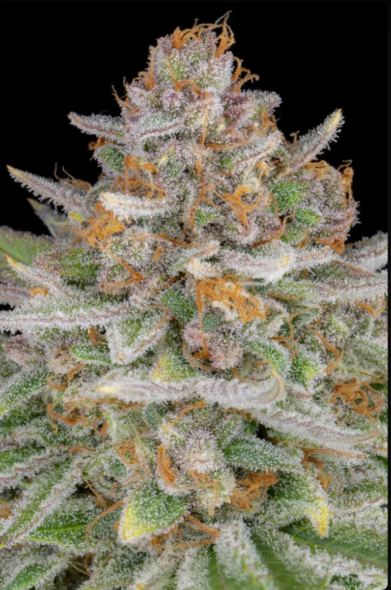 Strawberry Pie Auto — 2