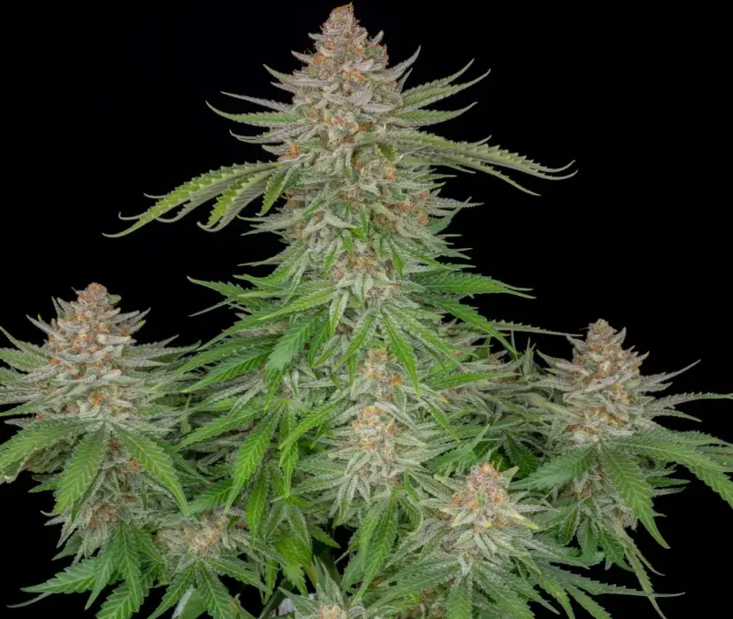 Strawberry Pie Auto — 3