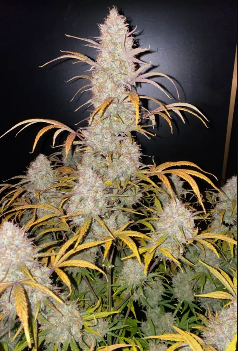 Strawberry Pie Auto — 5