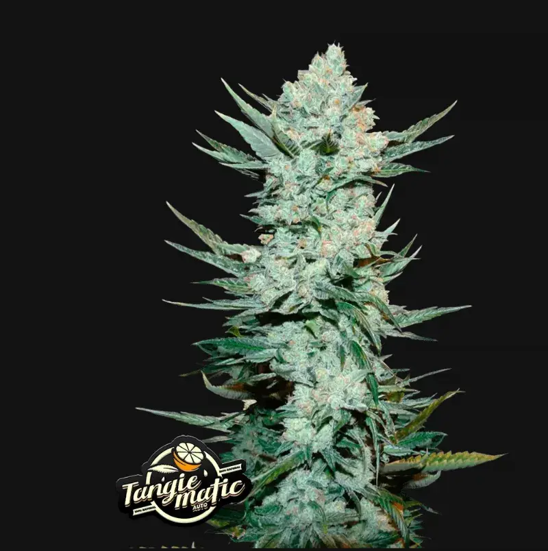 Tangie Auto — 1