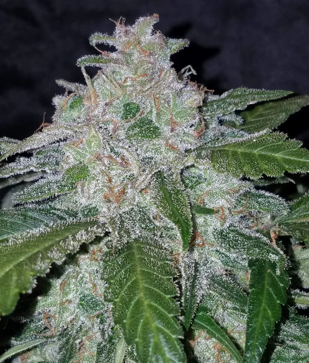 Tangie Auto — 2