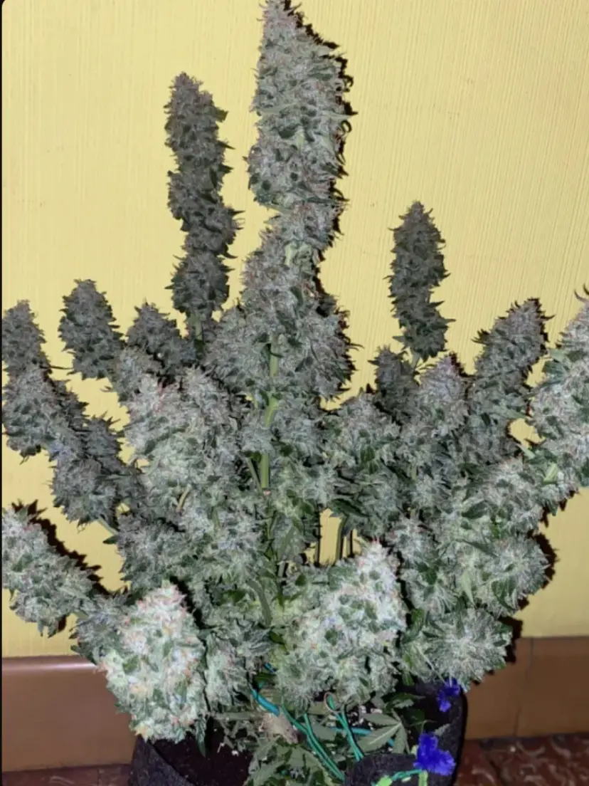 Tangie Auto — 3