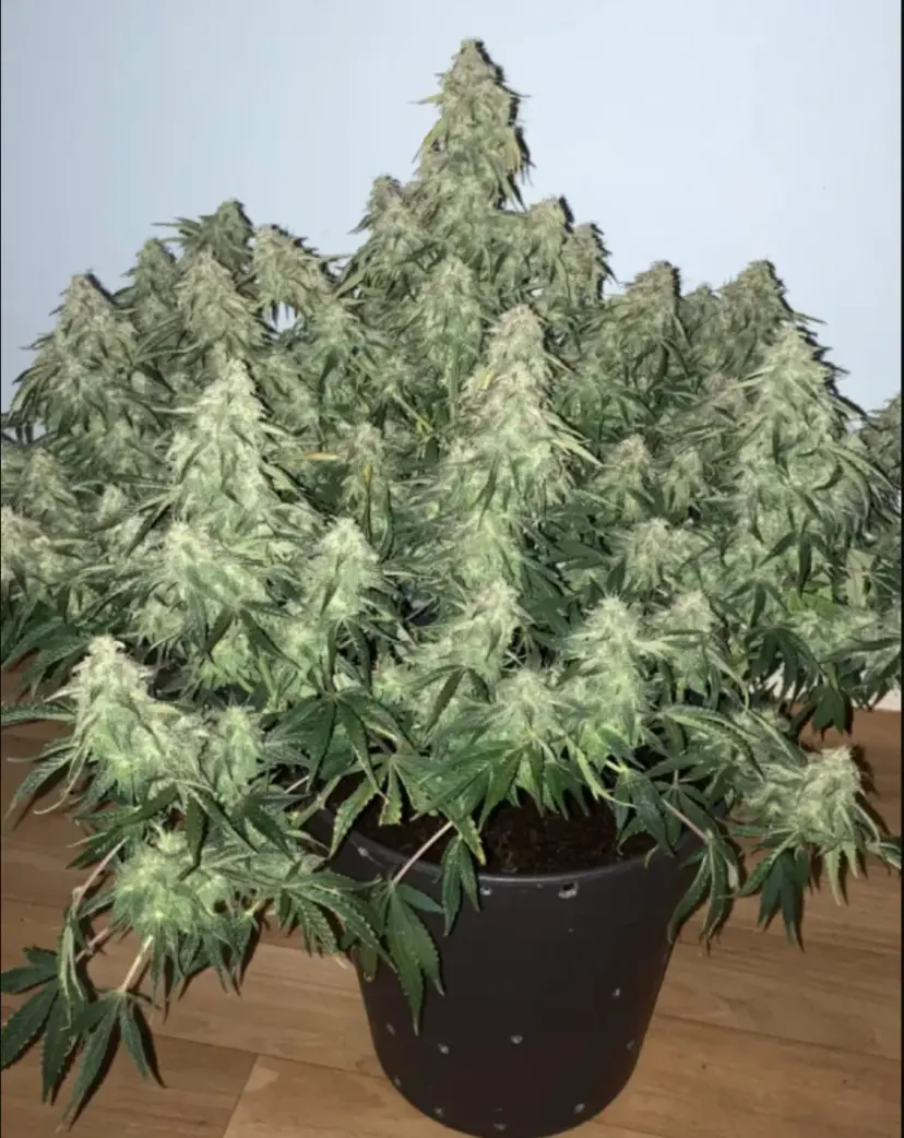 Tangie Auto — 4