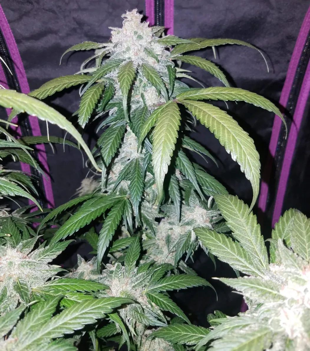 Tangie Auto — 5