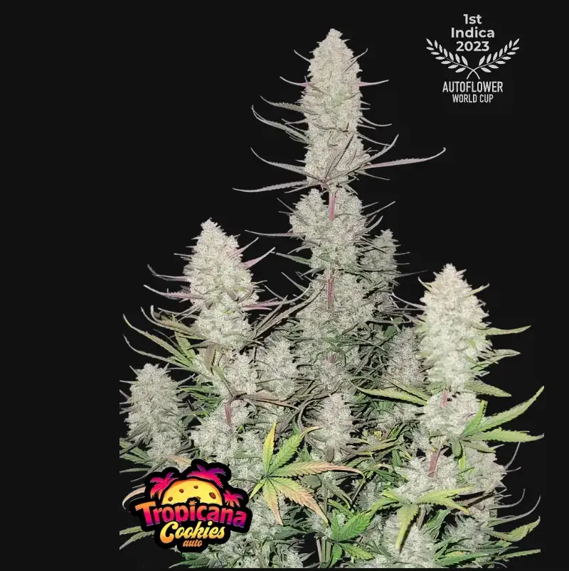Tropicana Cookies Auto — 1