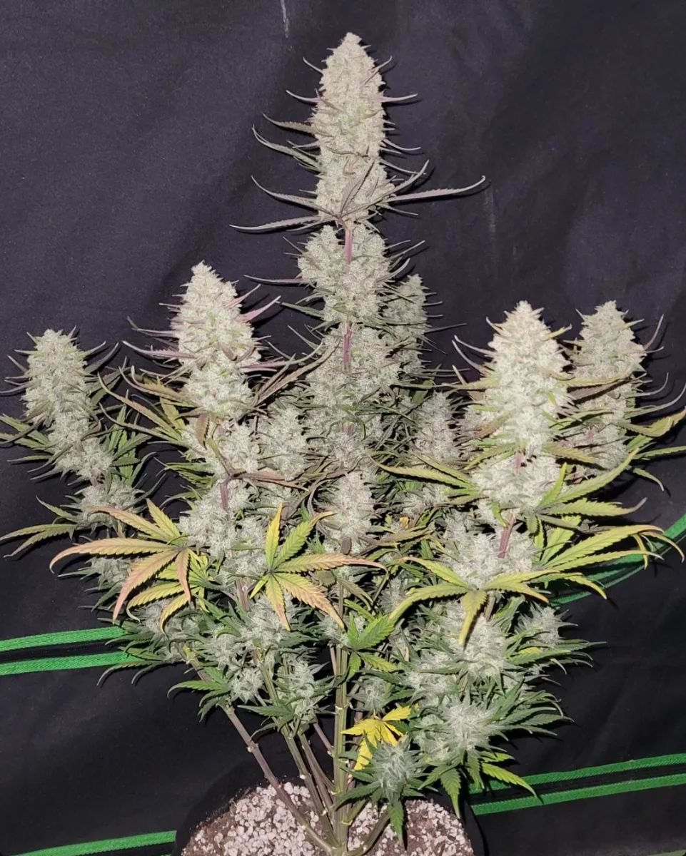 Tropicana Cookies Auto — 2