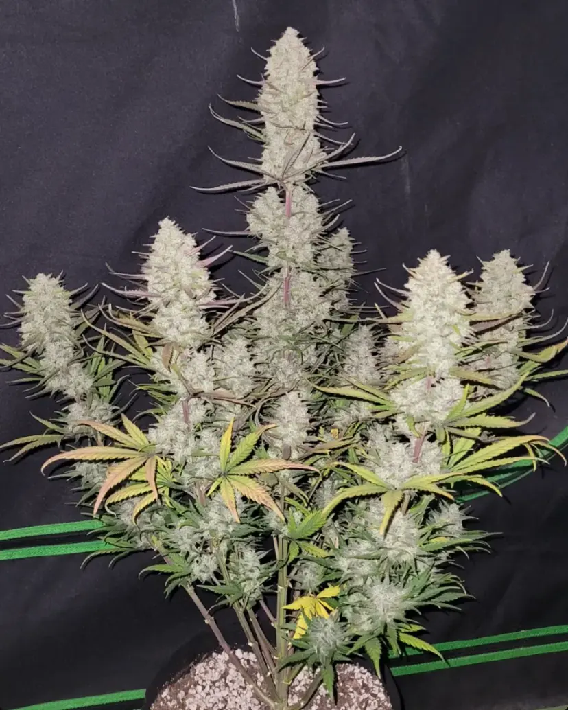 Tropicana Cookies Auto — 2