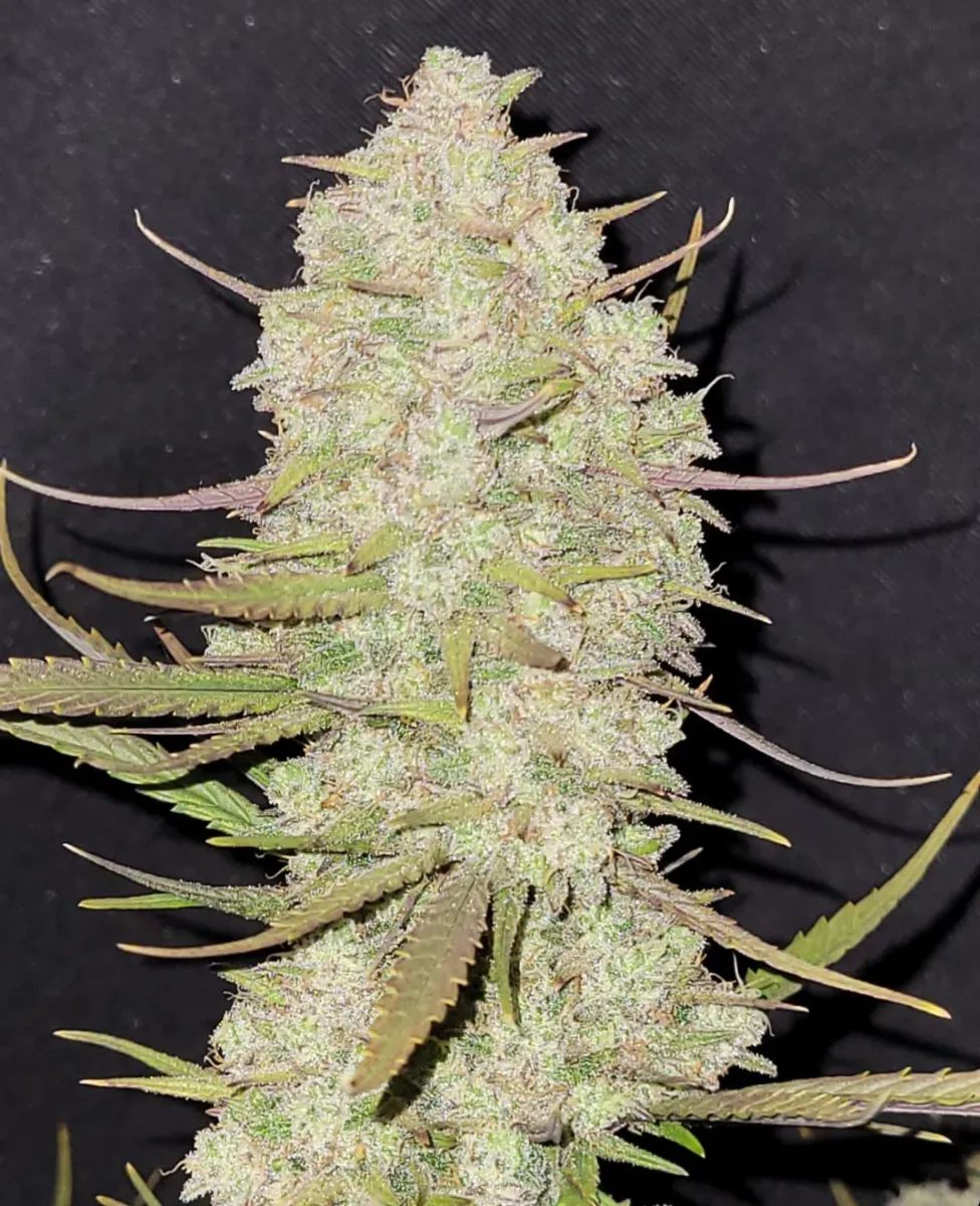 Tropicana Cookies Auto — 3