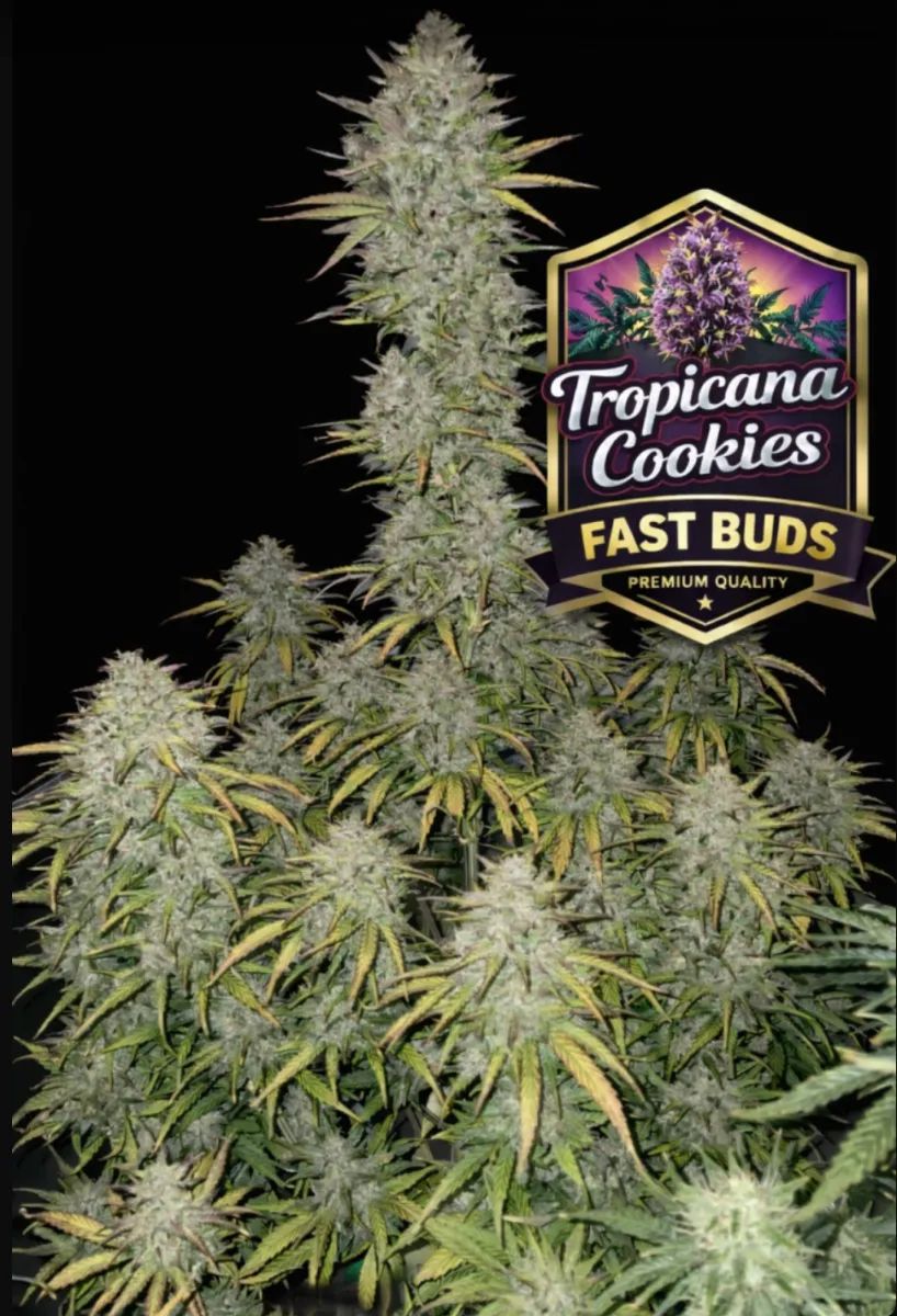 Tropicana Cookies Auto — 5