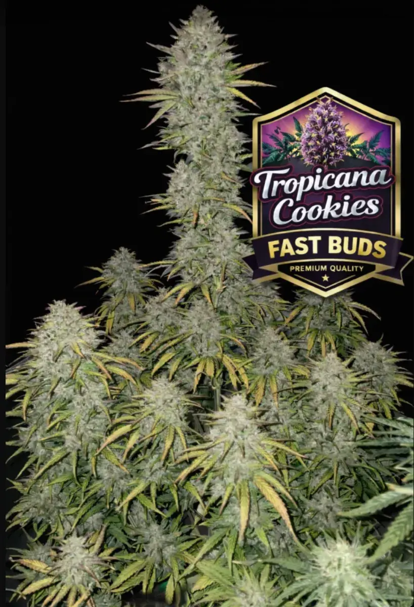 Tropicana Cookies Auto — 5