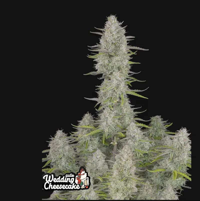 Wedding Cheesecake Auto — 1