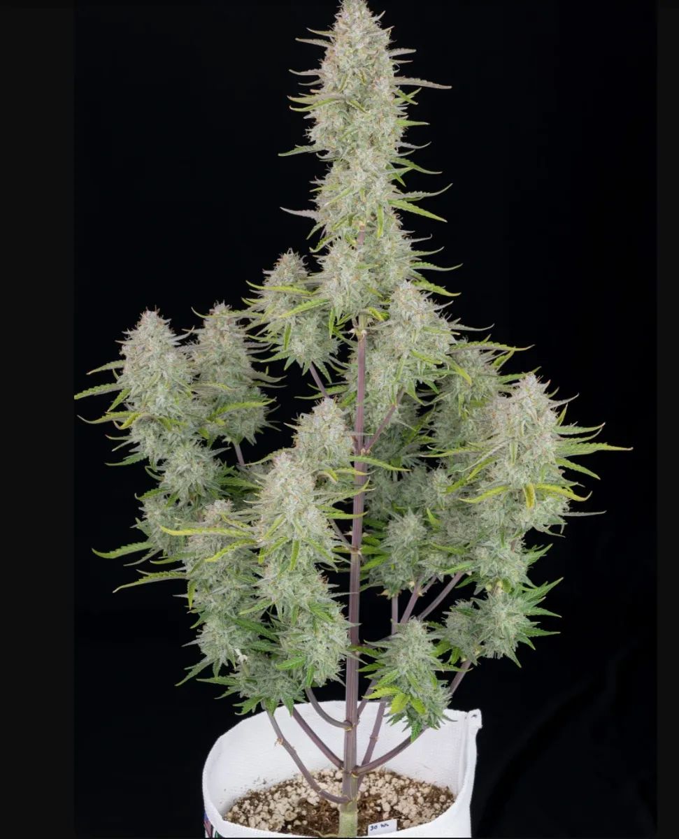 Wedding Cheesecake Auto — 2