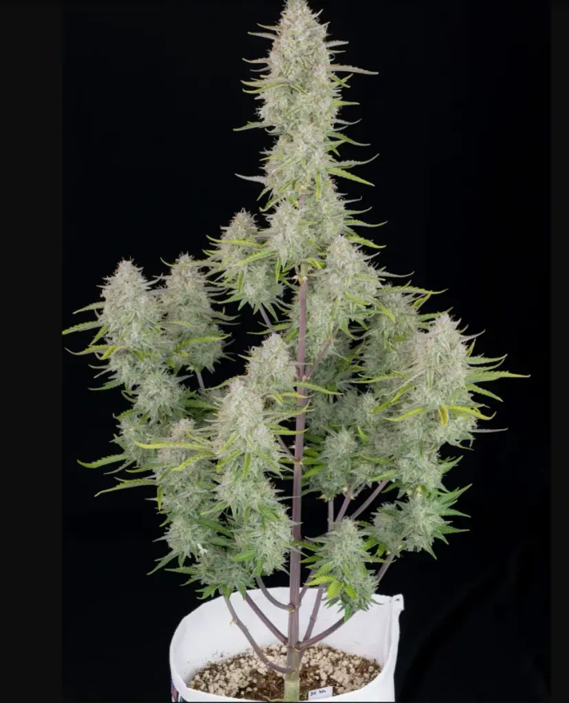 Wedding Cheesecake Auto — 2