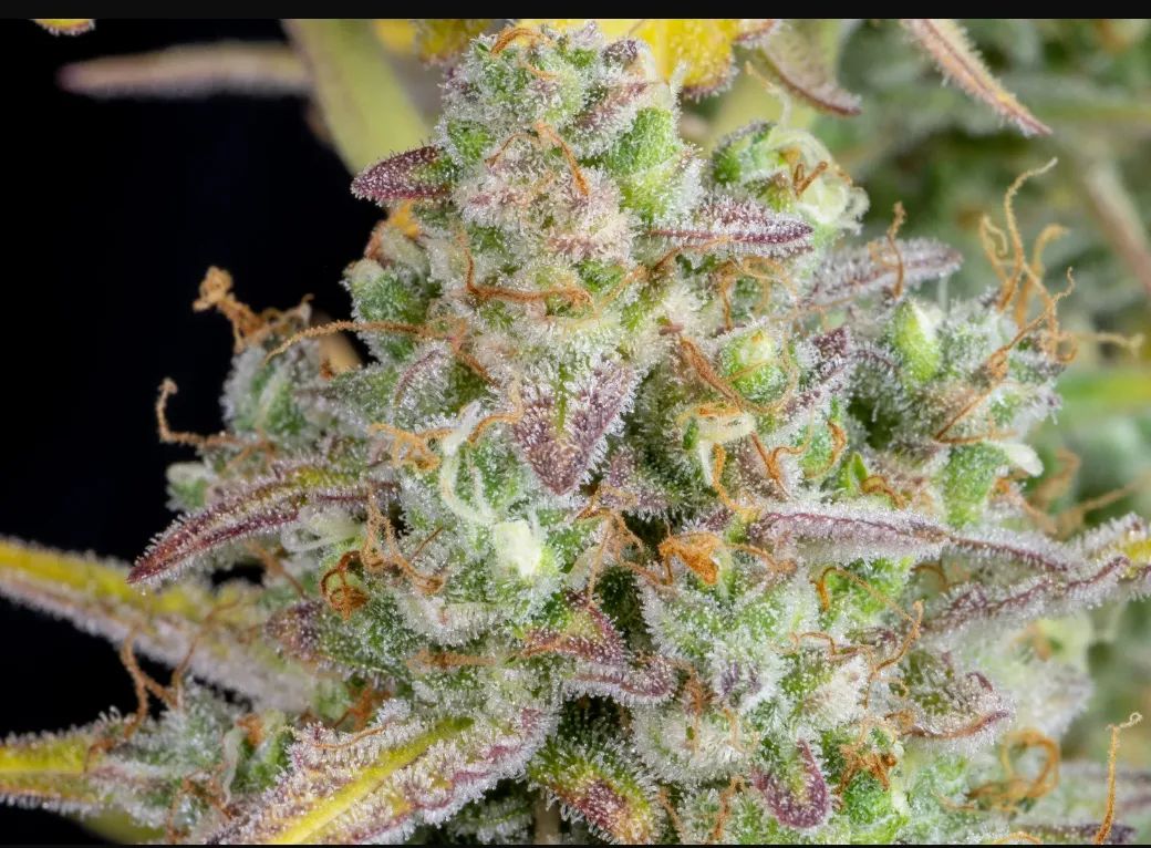 Wedding Cheesecake Auto — 3