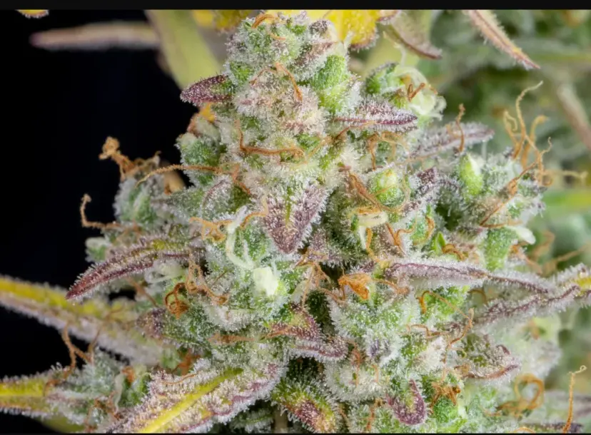 Wedding Cheesecake Auto — 3