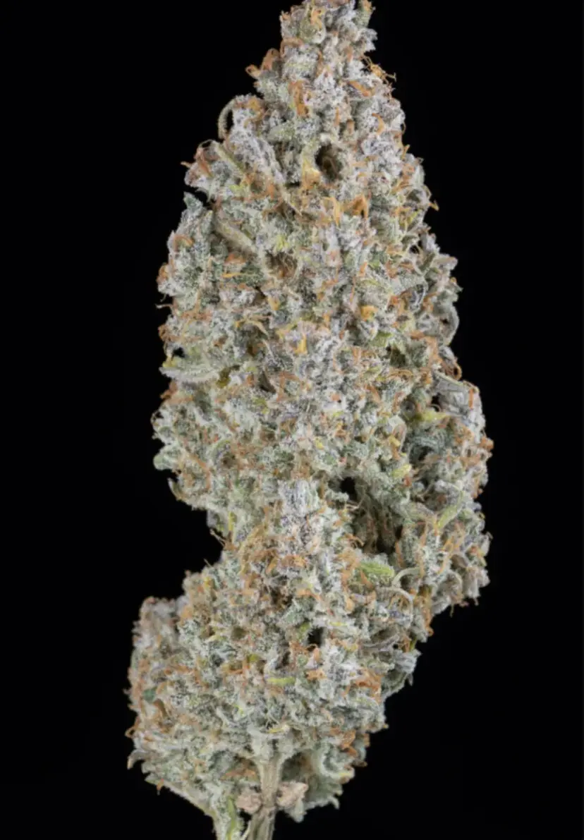 Wedding Cheesecake Auto — 4