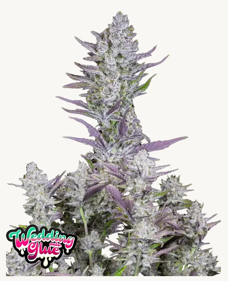 Wedding Glue Auto — 1