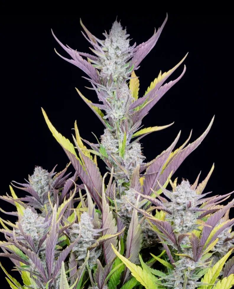 Wedding Glue Auto — 2