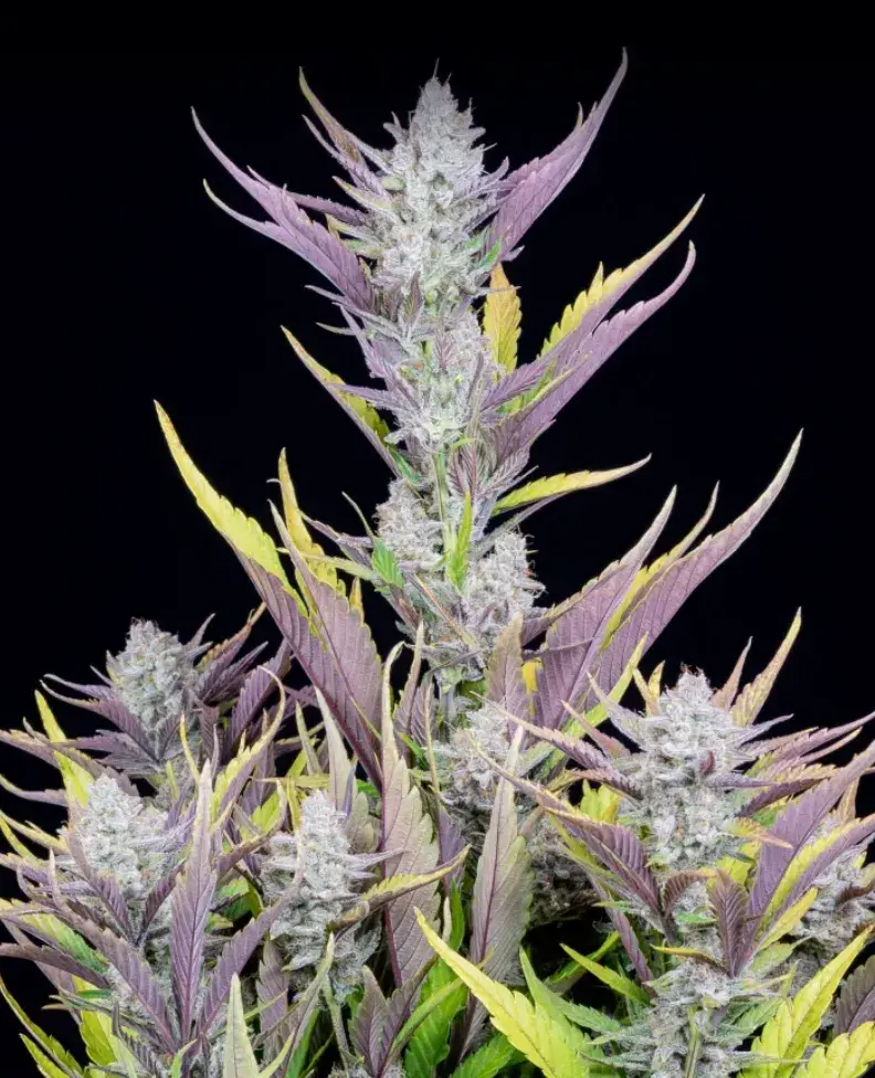 Wedding Glue Auto — 2