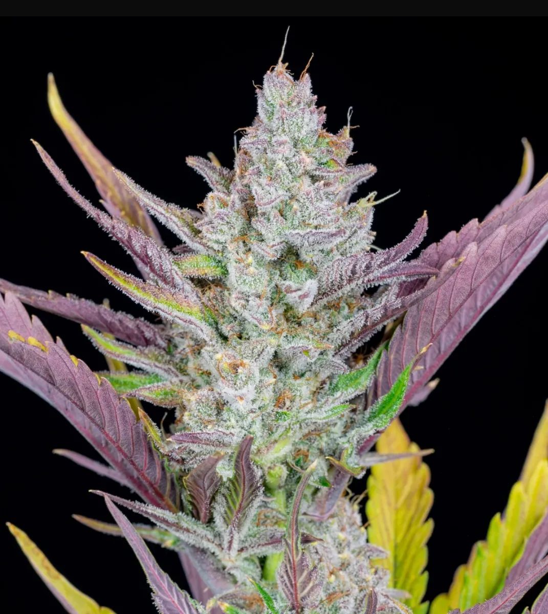 Wedding Glue Auto — 3