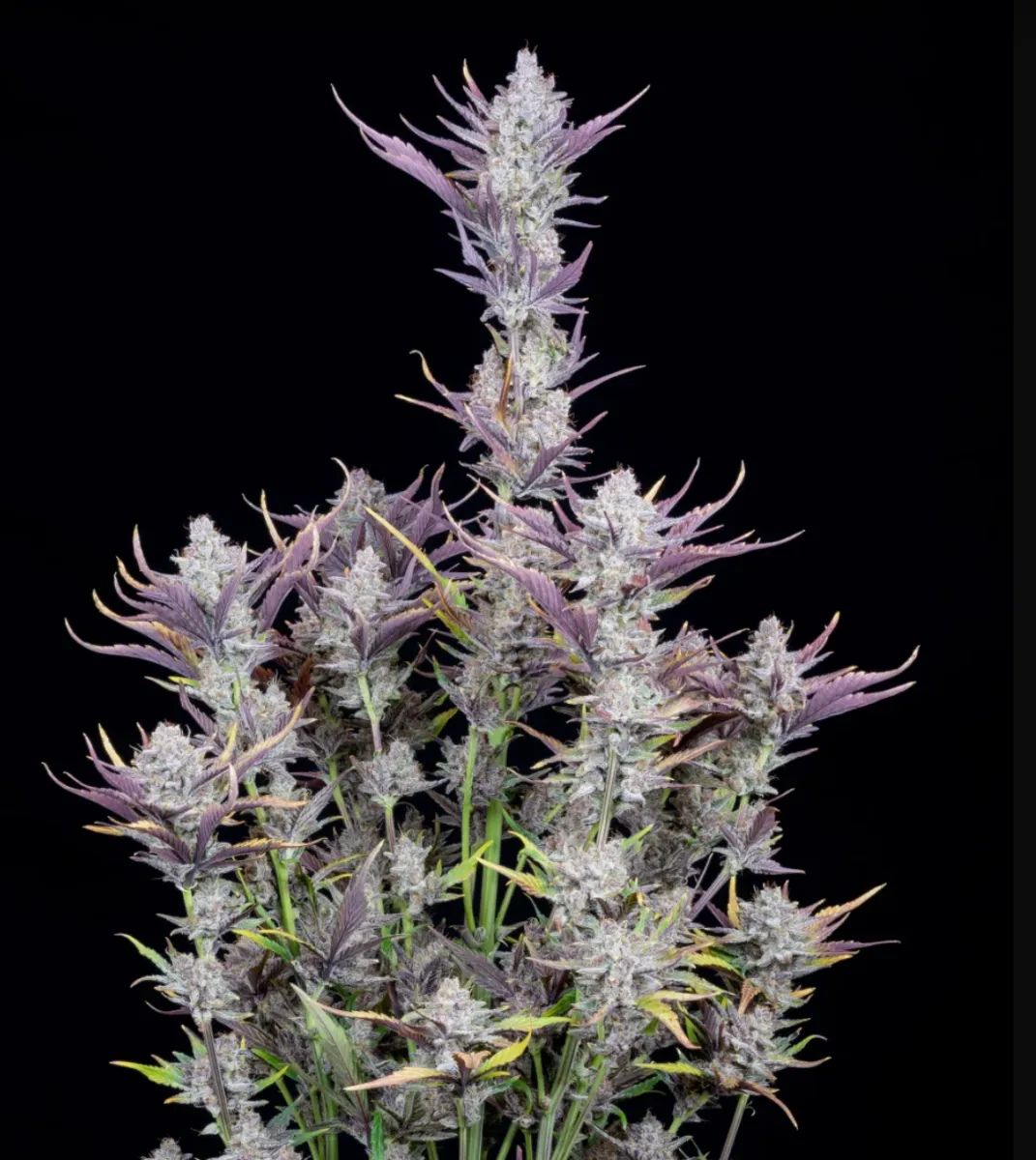 Wedding Glue Auto — 4