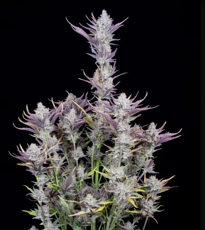 Wedding Glue Auto — 4