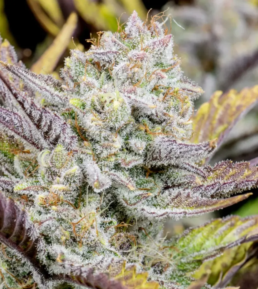 Wedding Glue Auto — 5