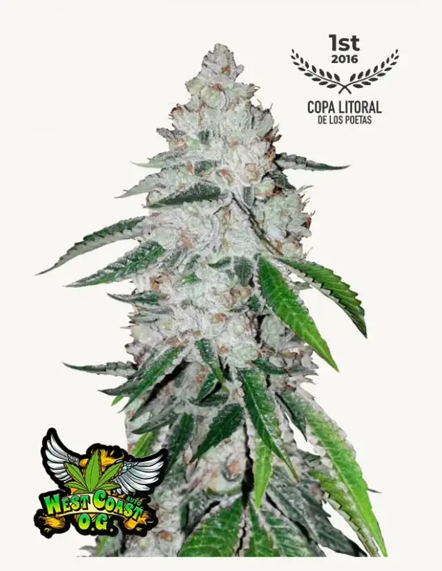 West Coast O.G. Auto — 1