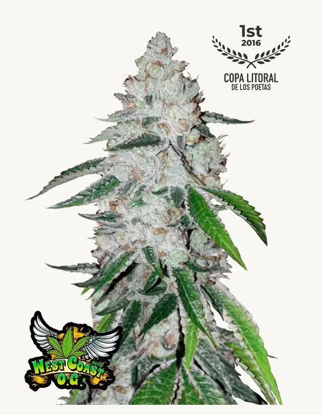 West Coast O.G. Auto — 1
