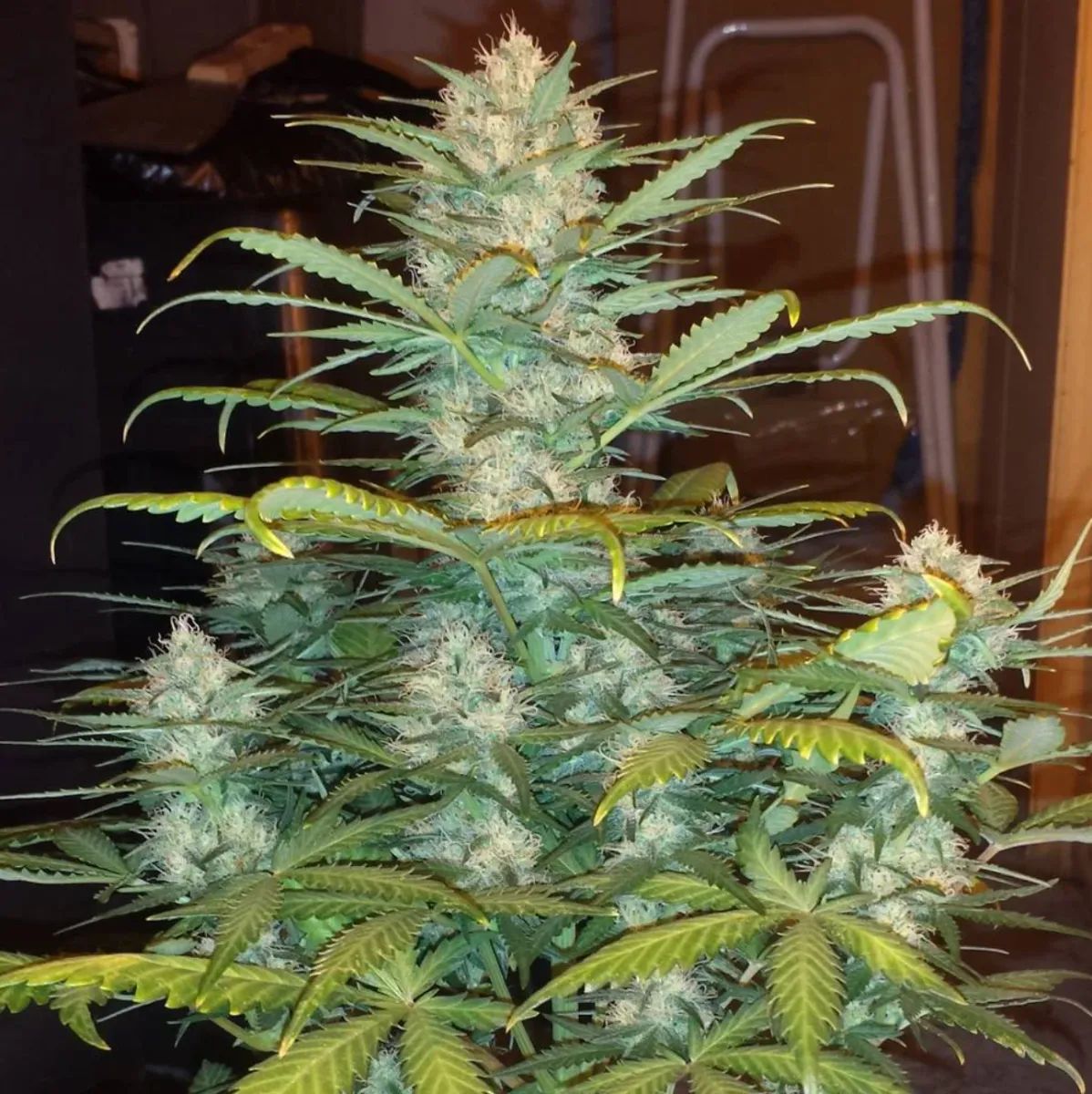West Coast O.G. Auto — 2