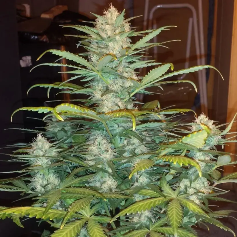 West Coast O.G. Auto — 2