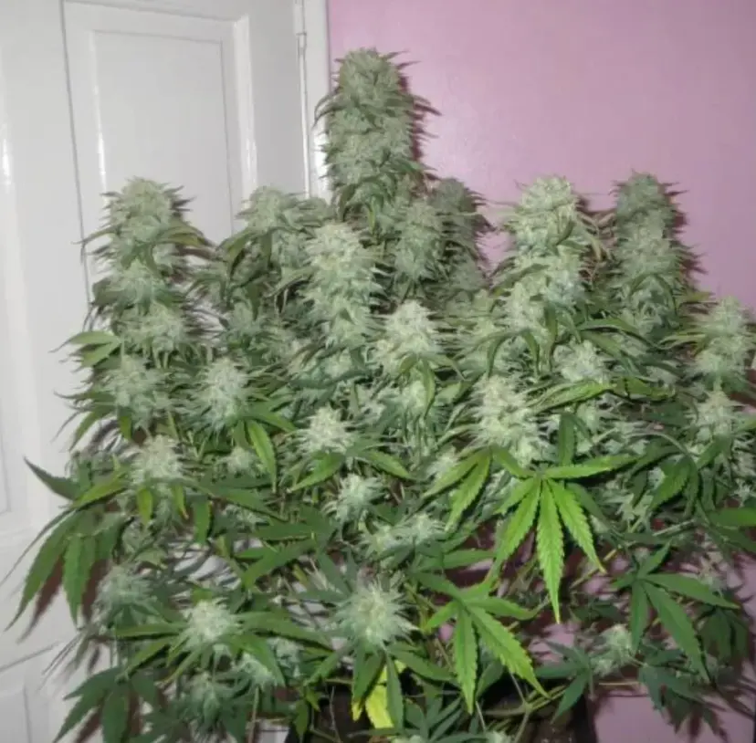 West Coast O.G. Auto — 3