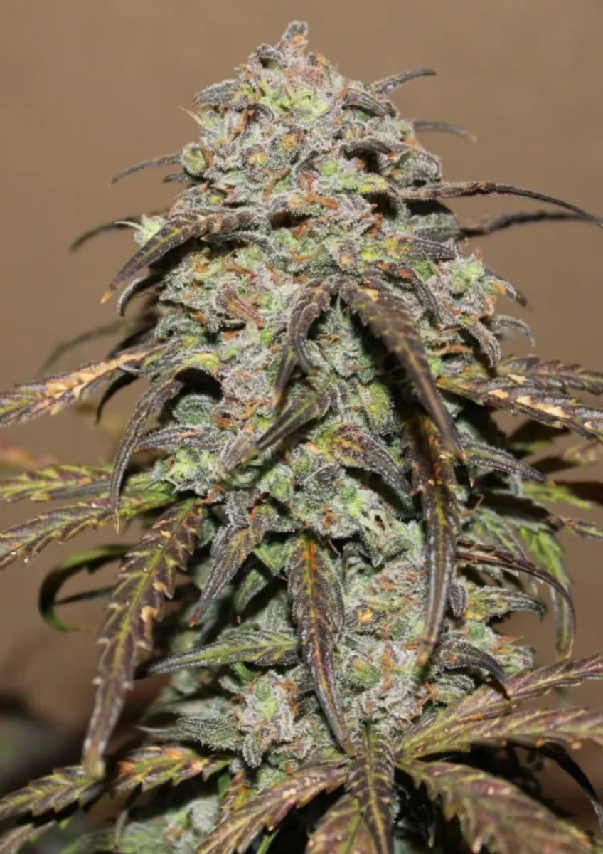 West Coast O.G. Auto — 4