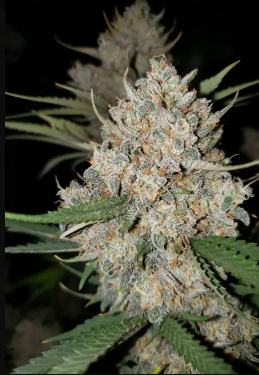 West Coast O.G. Auto — 5