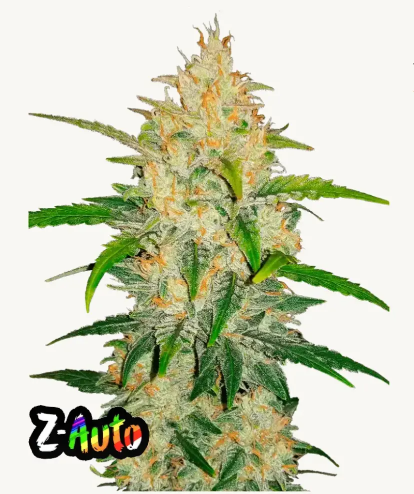 Z Auto or Zkittlez — 1