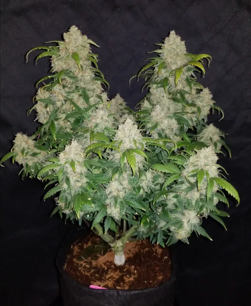 Z Auto or Zkittlez — 2