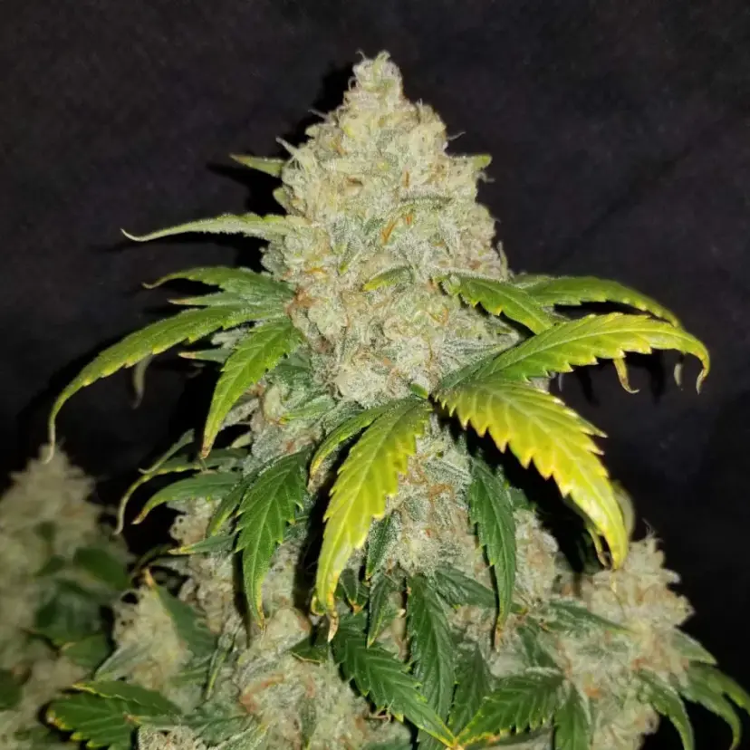 Z Auto or Zkittlez — 3