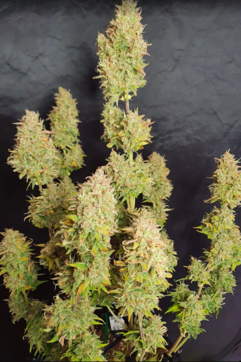 Z Auto or Zkittlez — 4