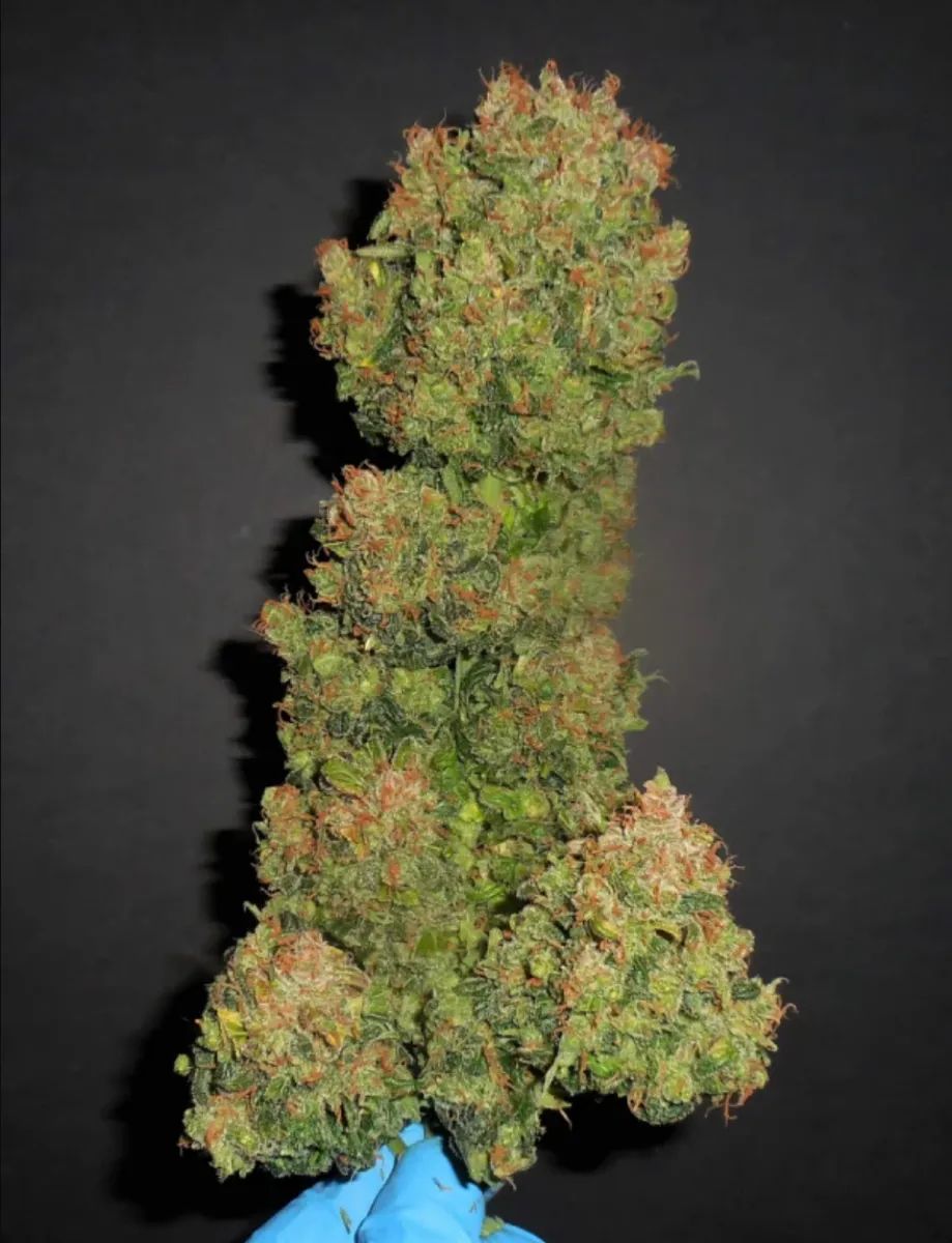 Z Auto or Zkittlez — 5