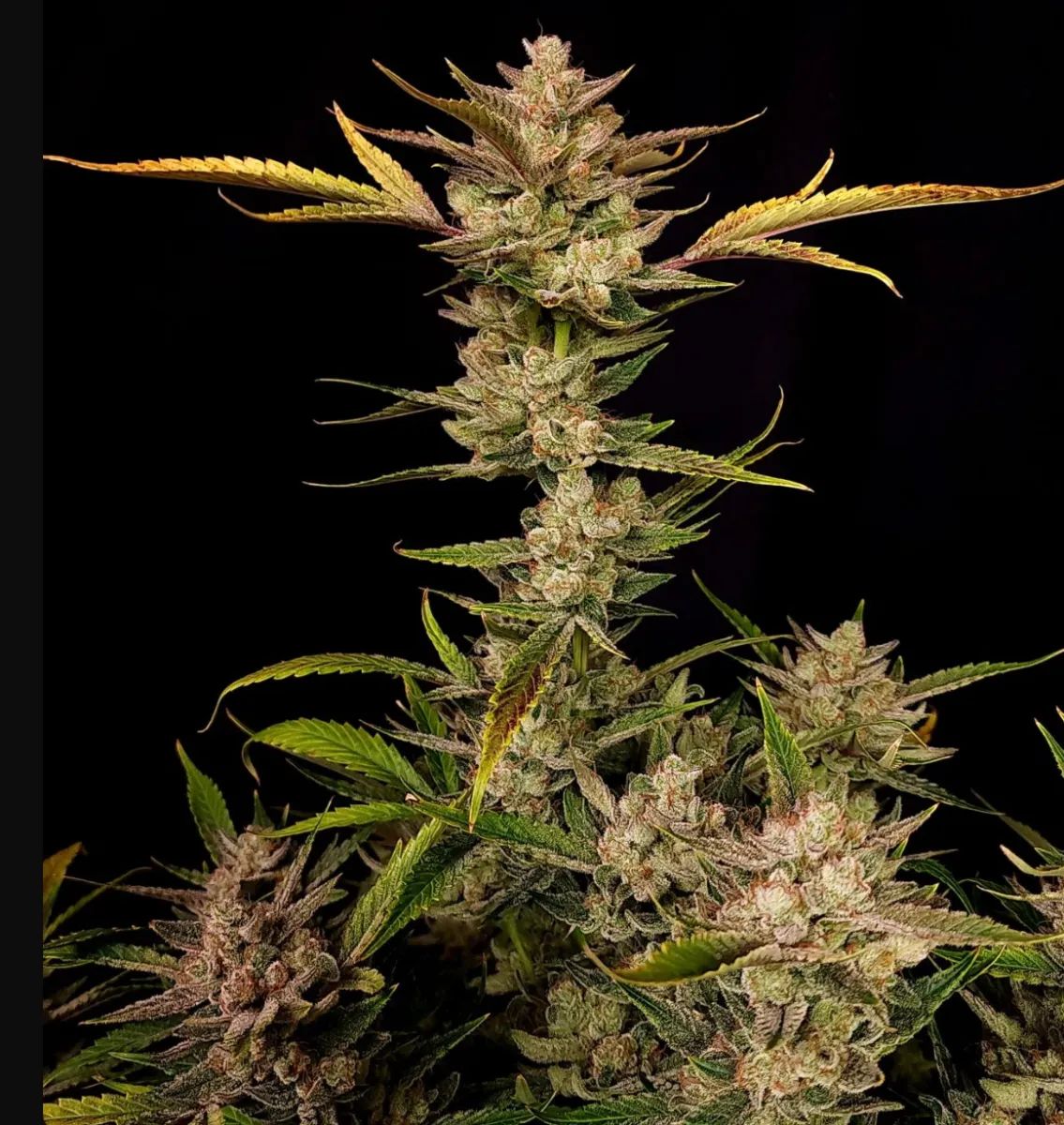 Ztrawberriez Auto — 4