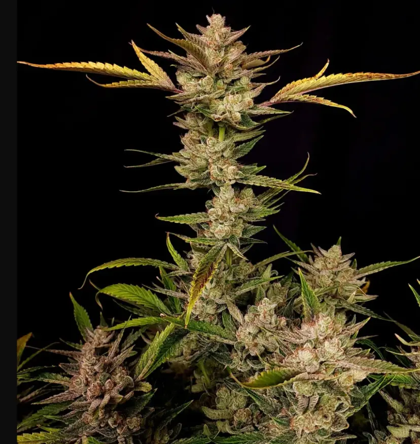 Ztrawberriez Auto — 4